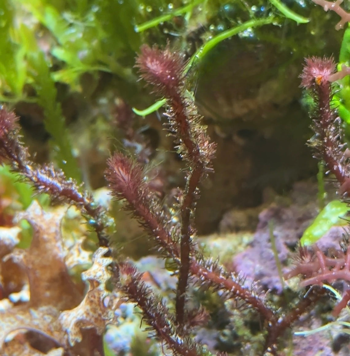 Fuzzy Antler Macroalgae | Digenea simplex