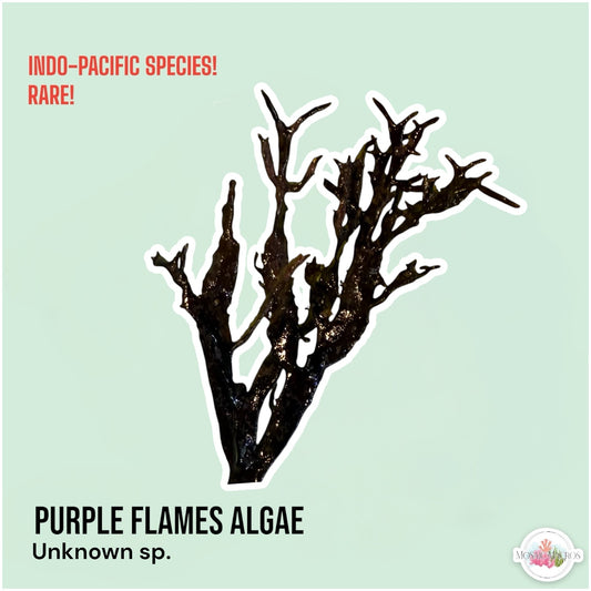 Purple Flames Macroalgae | Unknown sp.