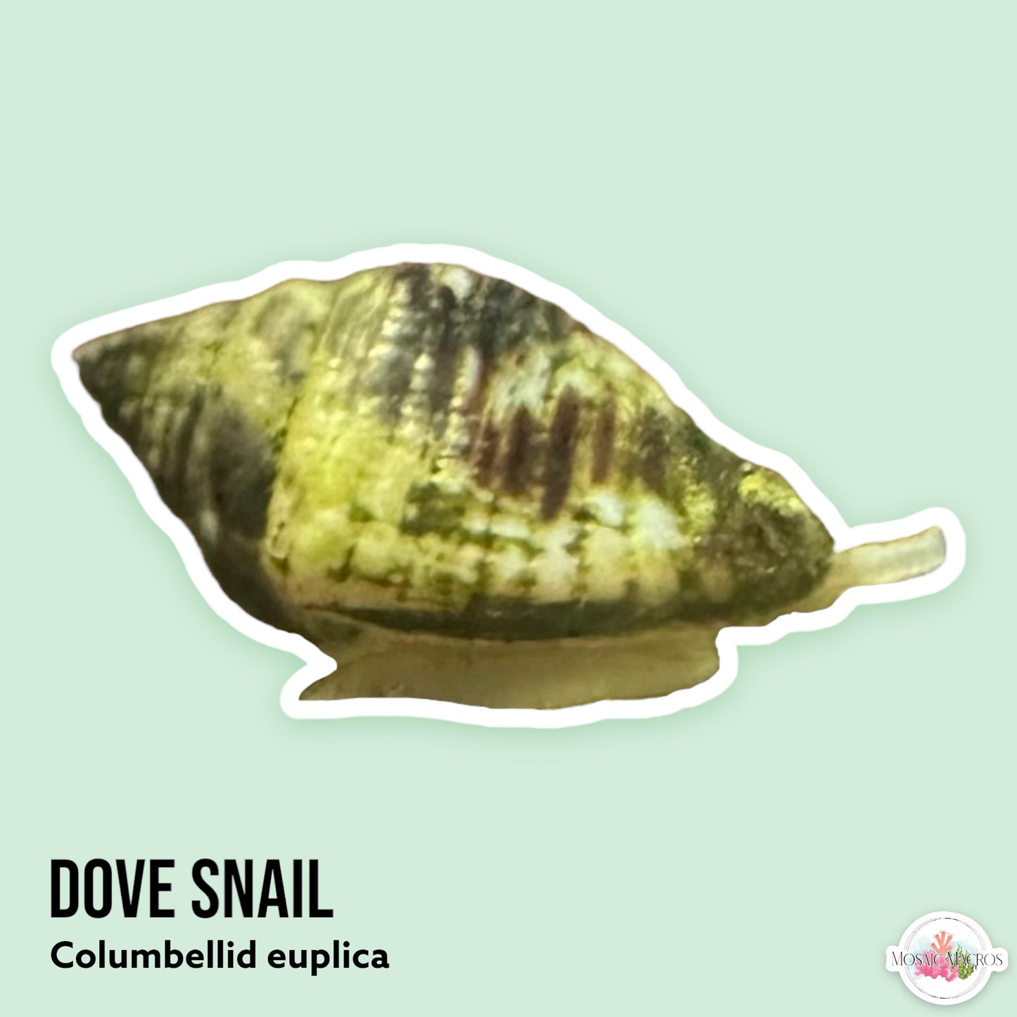 Dove Snail | Columbellid euplica
