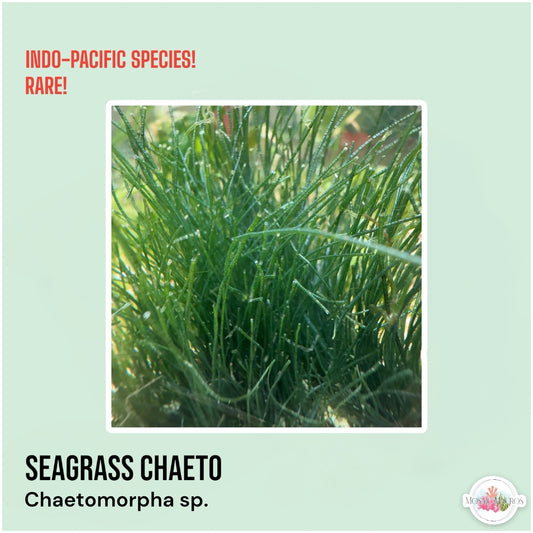 Seagrass Chaeto Macroalgae | Chaetomorpha sp.