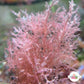Pink Baby’s Breath Macroalgae | Unknown sp.