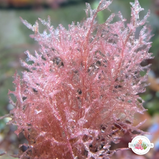 Pink Baby’s Breath Macroalgae | Unknown sp.