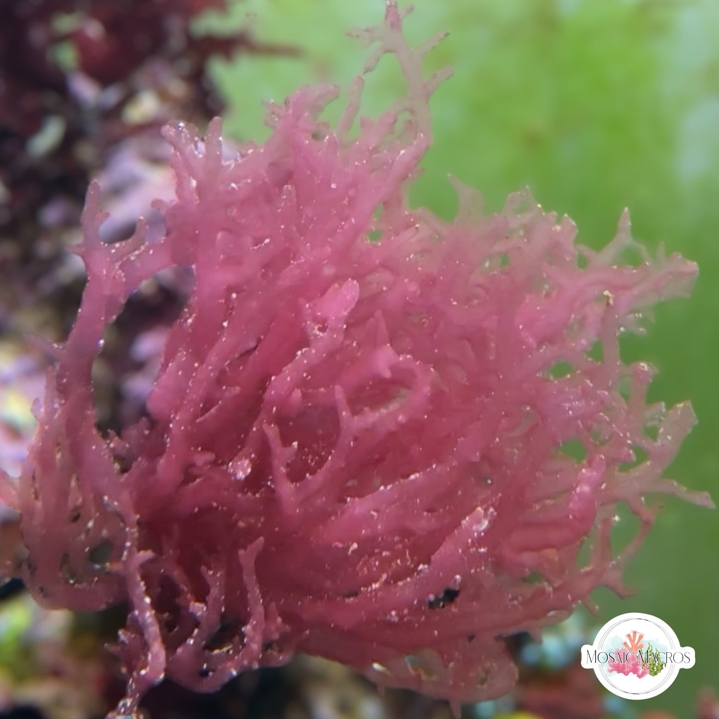 Pink Thorny Nemastoma Macroalgae | Nemastoma sp.