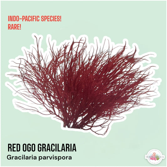 Red Ogo Gracilaria Macroalgae | Gracilaria parvispora