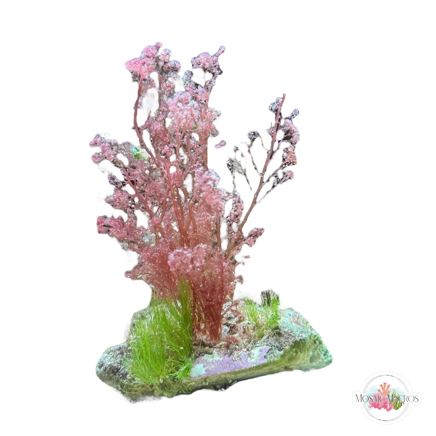 WYSWYG Turtle Weed & Flamingo Feather