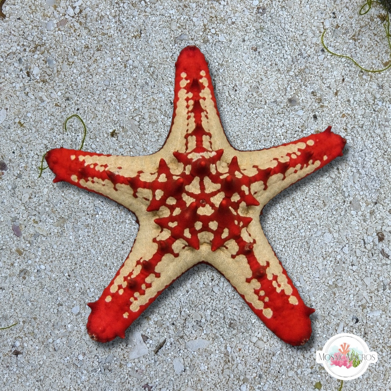 Red Knobby Starfish | Protoreaster lincki