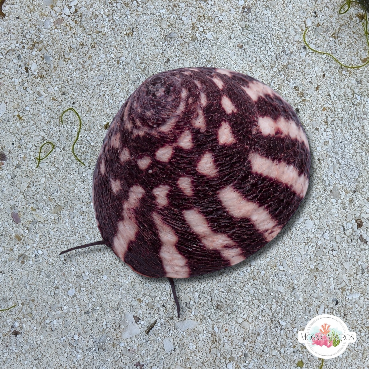 Banded Trochus Snail | Trochus sp.
