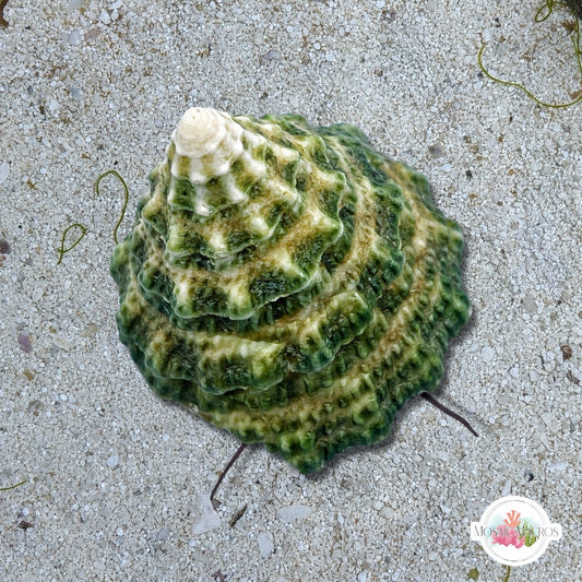Pyramid Top Snail | Tectus fenestratus