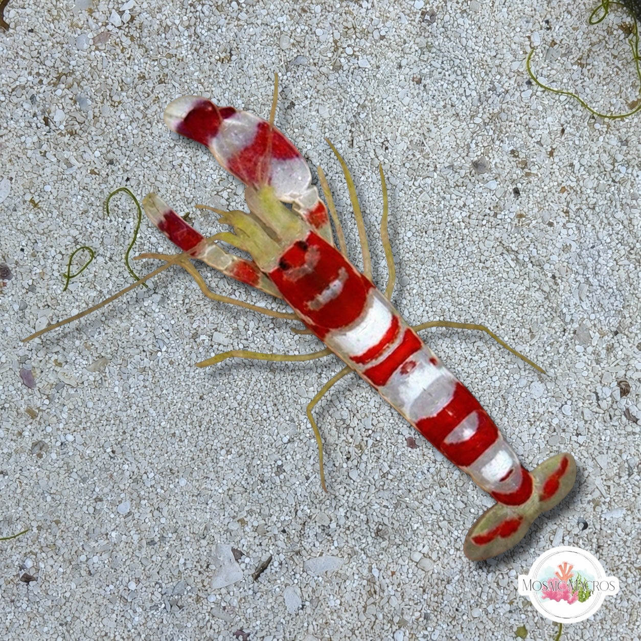 Randall’s Pistol Shrimp | Alpheus randalli