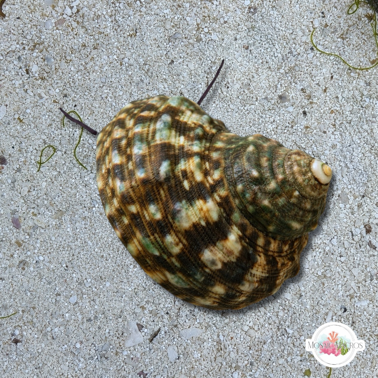 Mexican Turban Snail | Turbo fluctuosa