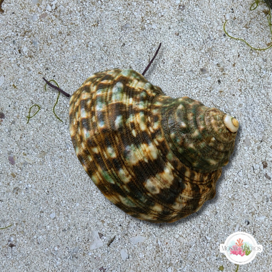 Mexican Turban Snail | Turbo fluctuosa