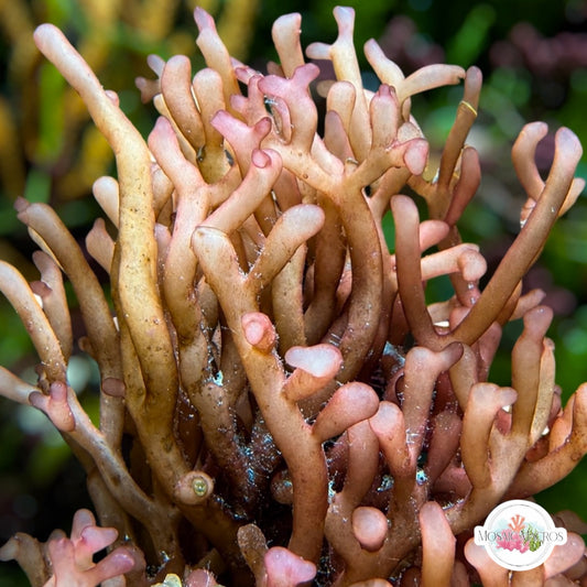 Cream Knobby Macroalgae | Gracilaria sp
