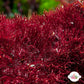Crimson Turf Macroalgae | Unknown sp.