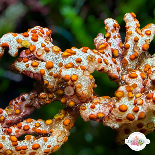 Warty Branching Macroalgae | Gracilaria sp.