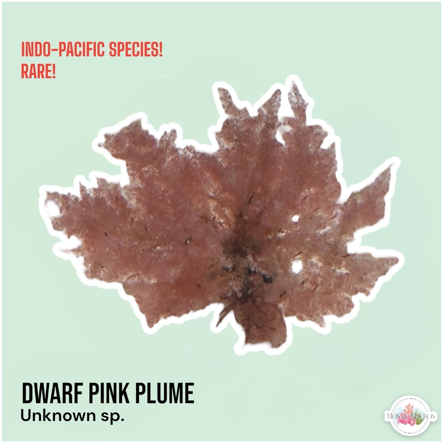 Dwarf Pink Plume Macroalgae | Unknown sp.