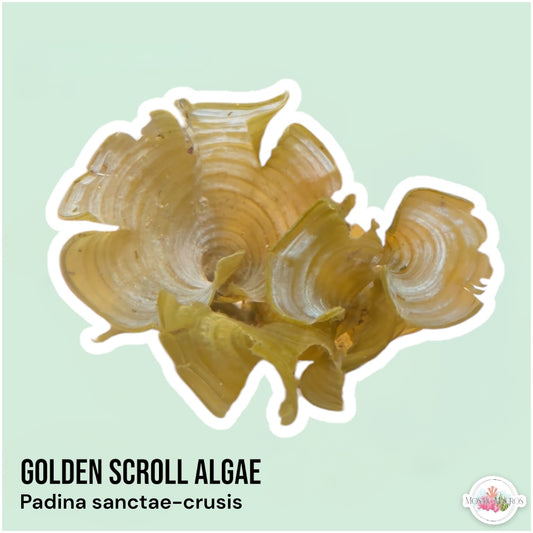 Golden Scroll Macroalgae | Padina sanctae-crucis