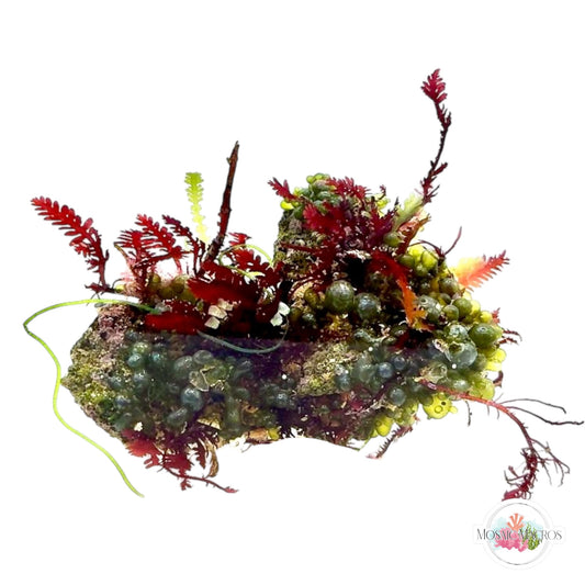 WYSWYG Red Fern, Valonia, & Caulerpa
