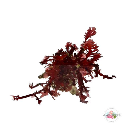 WYSWYG Red Fern & Red Turf