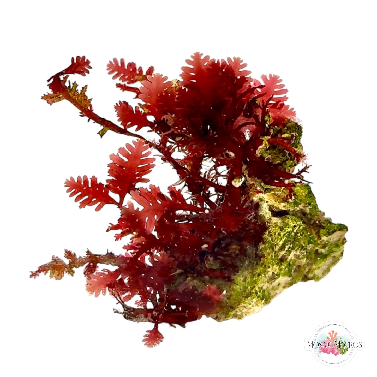 WYSWYG Red Fern