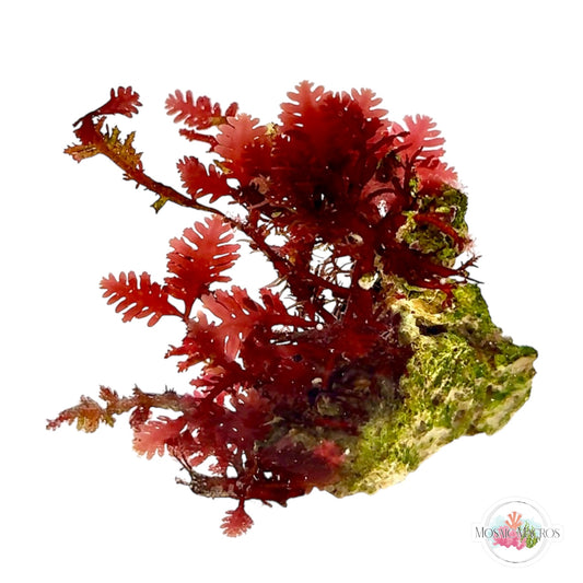 WYSWYG Red Fern