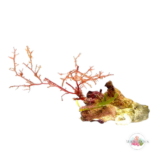 WYSWYG Baby’s Breath & Caulerpa