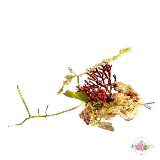 WYSWYG Bramble Galaxaura & Caulerpa