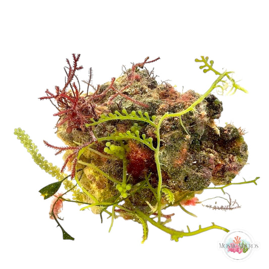 WYSWYG JUMBO Red Razor, Red Bubble, & Caulerpa Combo