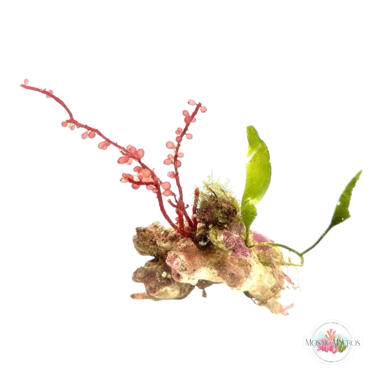 WYSWYG Red Grape & Caulerpa