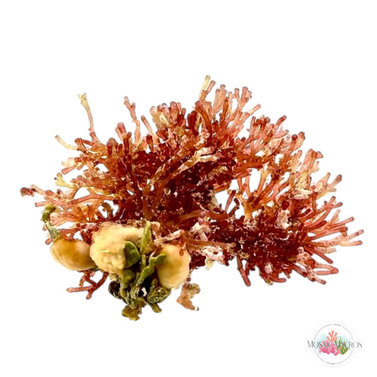 WYSWYG NANO Iridescent Laurencia