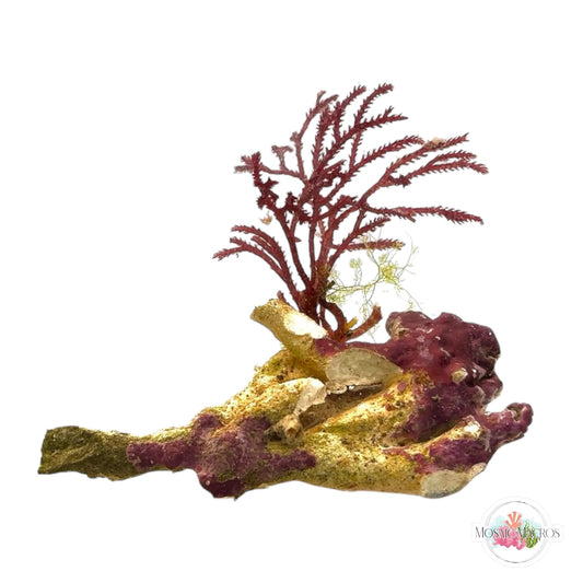 WYSWYG Red Razor & Fuzzy Caulerpa