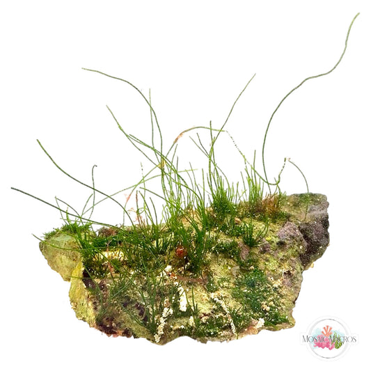 WYSWYG Seagrass Chaeto