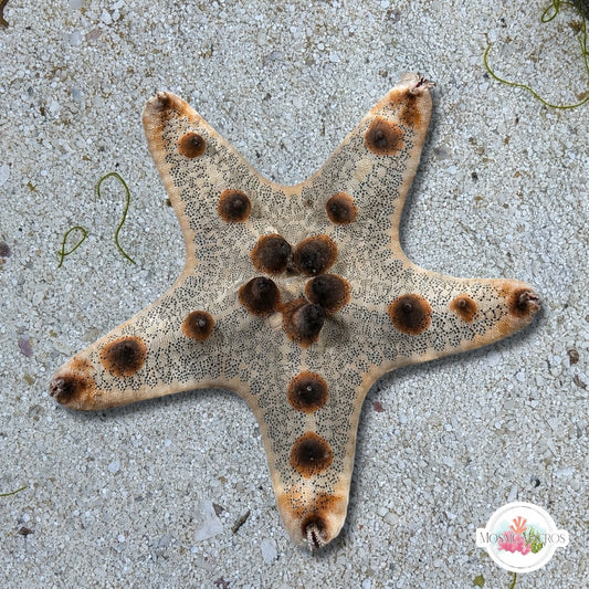 Chocolate Chip Starfish | Protoreaster nodosus