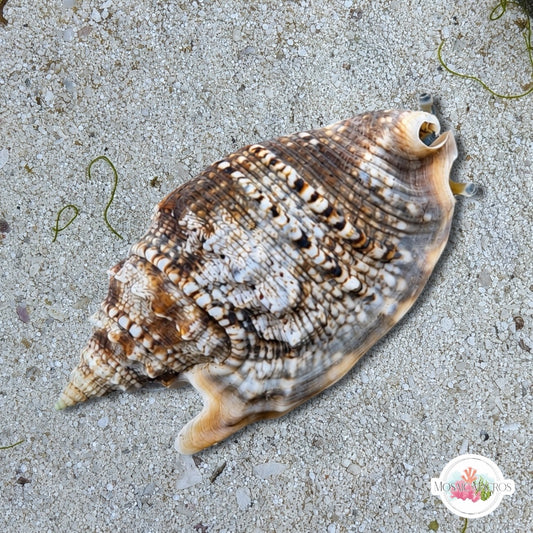 Diana Ear Conch Snail | Euprotomus aurisdianae