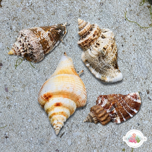 Assorted Nano Conch Snail | Strombus sp.