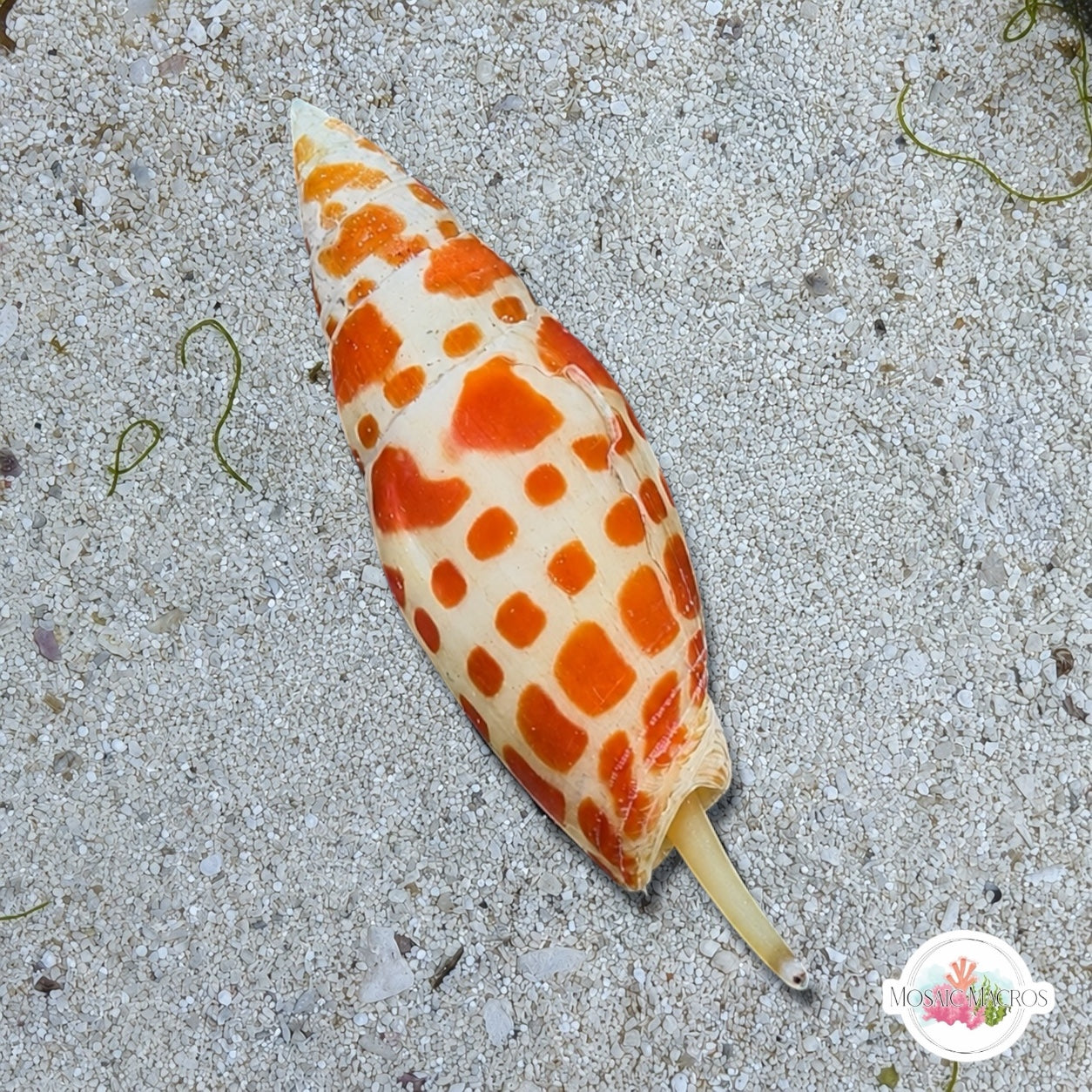Episcopal Mitre Snail (Worm Predator) | Mitra mitra