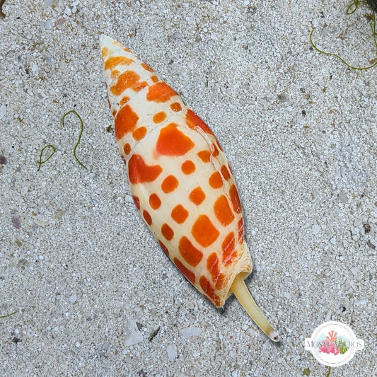 Episcopal Mitre Snail (Worm Predator) | Mitra mitra