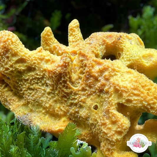 Yellow Encrusting Sponge | Unknown sp.
