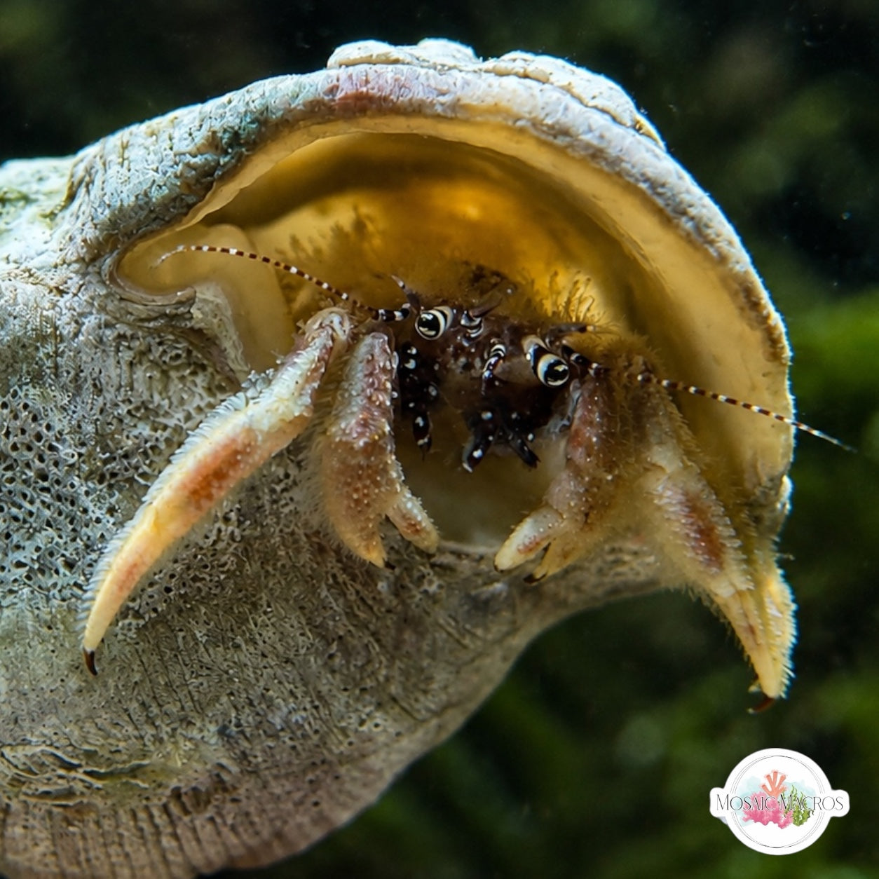 White Hairy Hermit Crab | Paguristes karenae