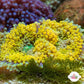 FL Ricordea Mushroom | Ricordea sp.