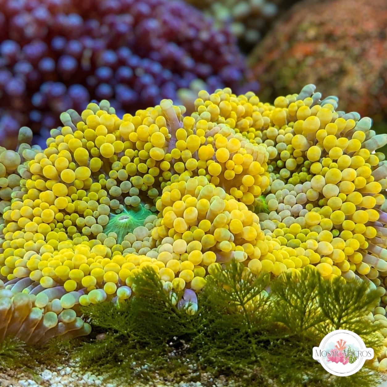 FL Ricordea Mushroom | Ricordea sp.