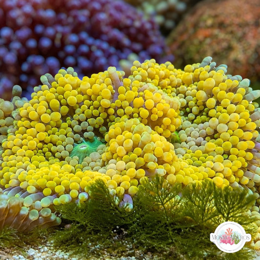 FL Ricordea Mushroom | Ricordea sp.