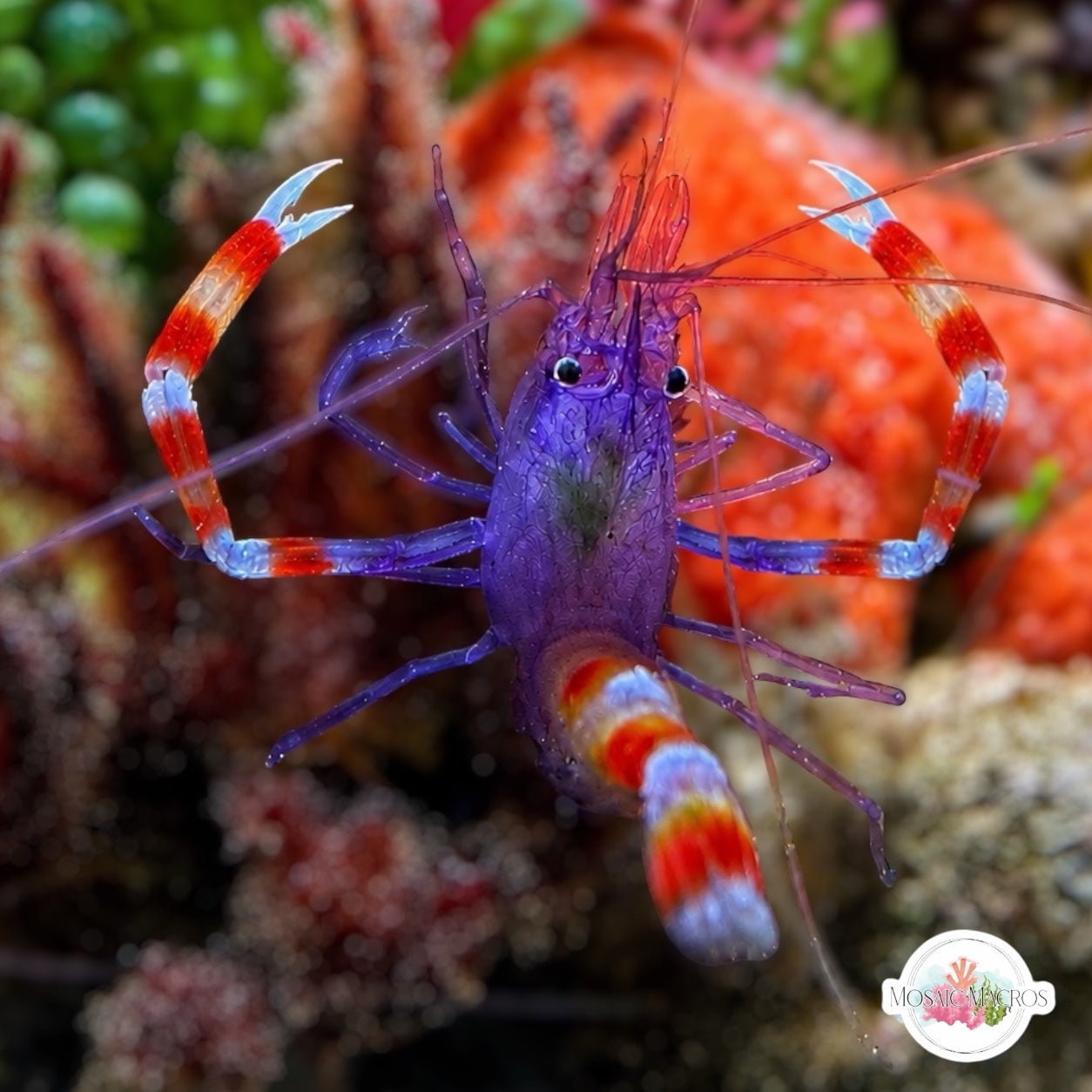 Blue Banded Coral Shrimp | Stenopus tenuirostris