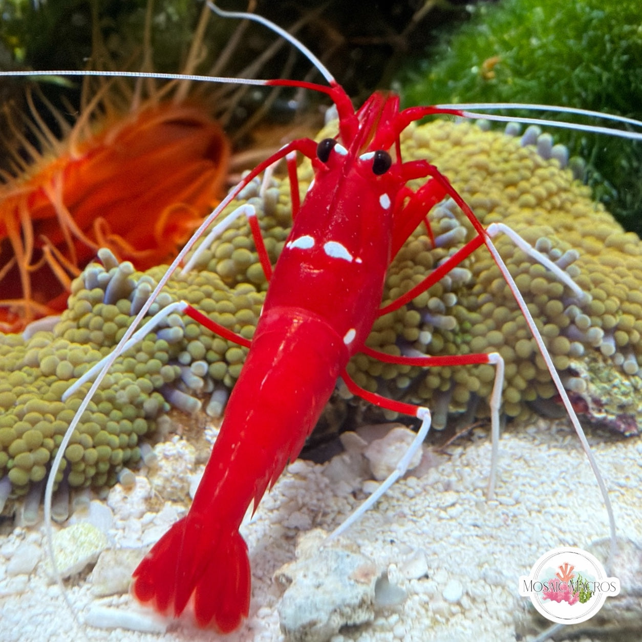 Blood Fire Cleaner Shrimp | Lysmata debelius