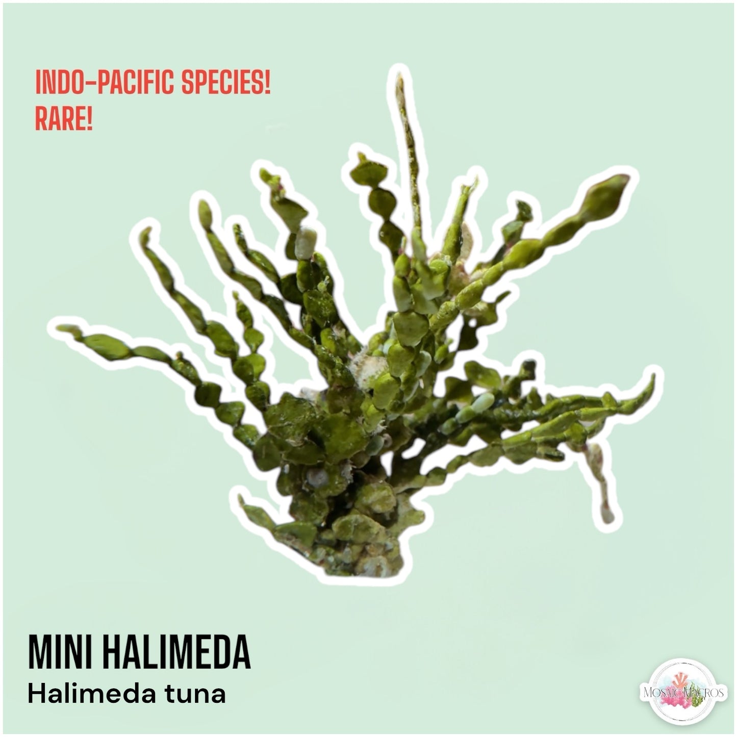 Mini Halimeda Macroalgae | Halimeda tuna