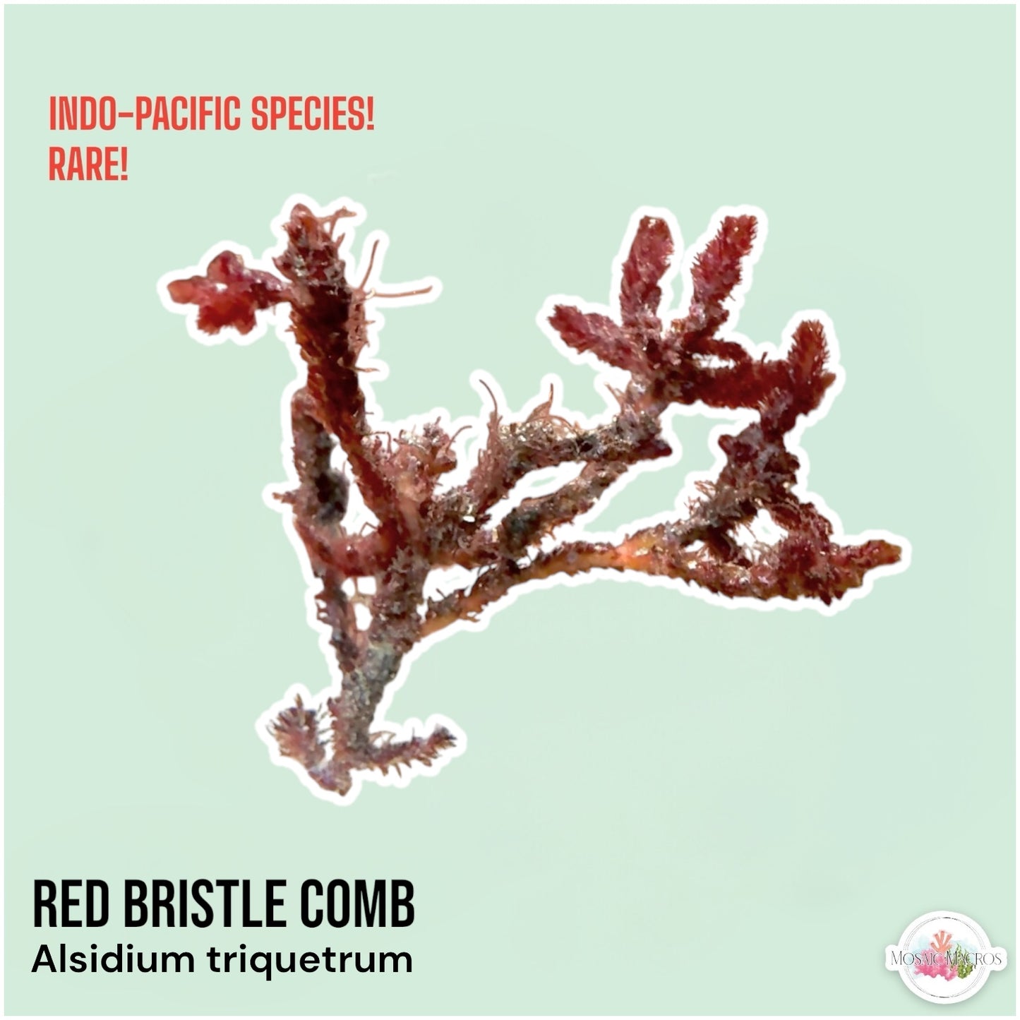 Red Bristle Comb Macroalgae | Alsidium triquetrum