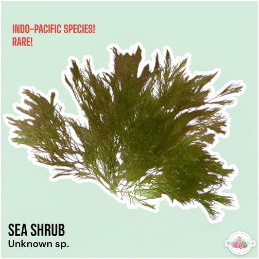 Sea Shrub Macroalgae | Unknown sp.