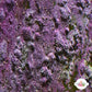 Encrusting Coralline Macroalgae | Corallina sp.