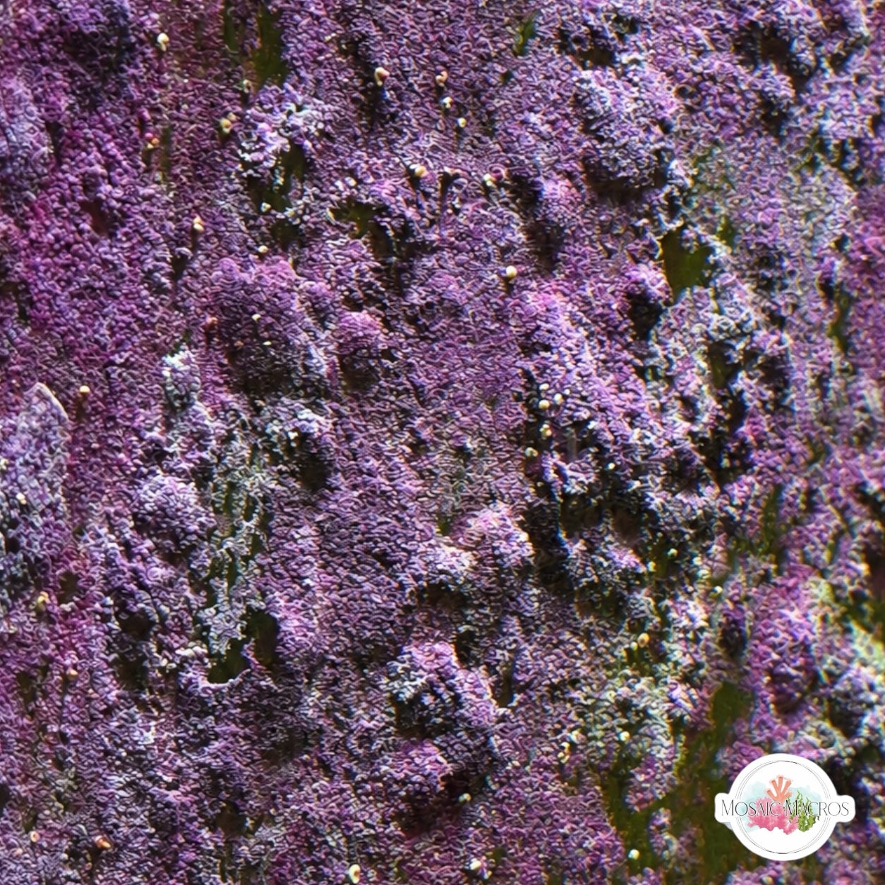 Encrusting Coralline Macroalgae | Corallina sp.