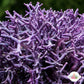 Thin Branching Coralline Macroalgae | Corallina sp.