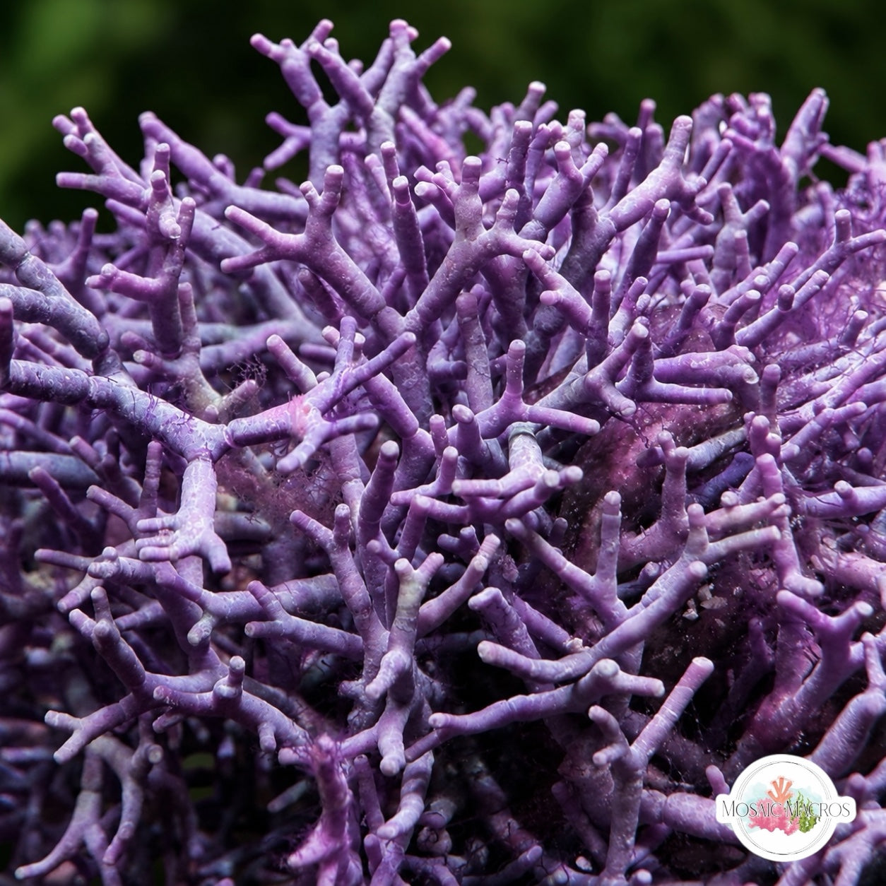 Thin Branching Coralline Macroalgae | Corallina sp.